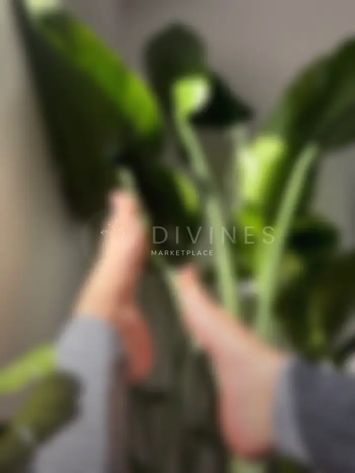 Pieds au soleil avec plante verte