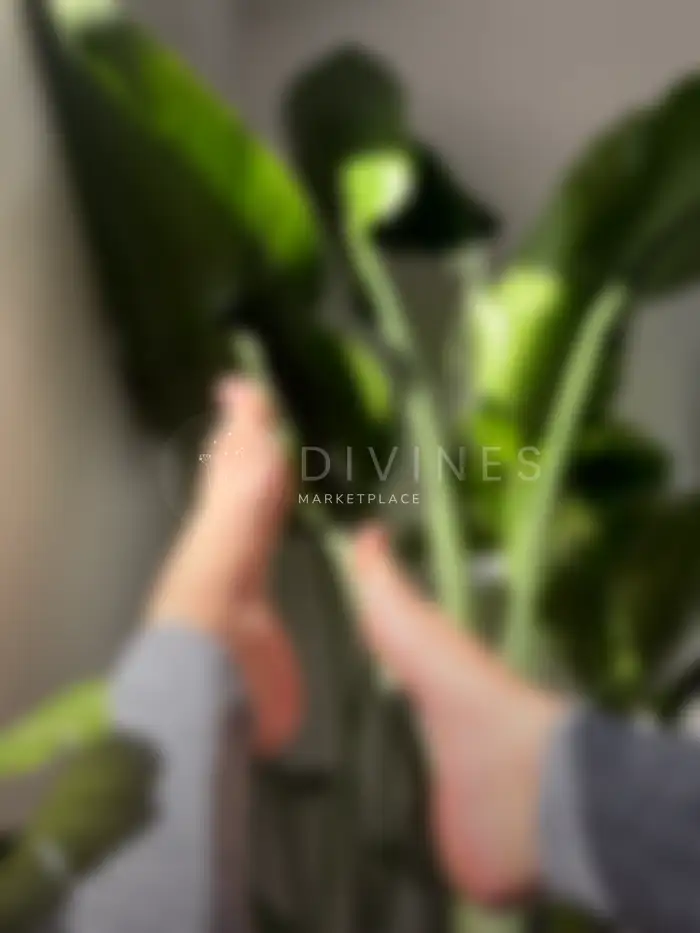 Pieds au soleil avec plante verte